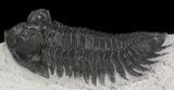Bug-Eyed Coltraneia Trilobite - Great Eye Detail #41826-2